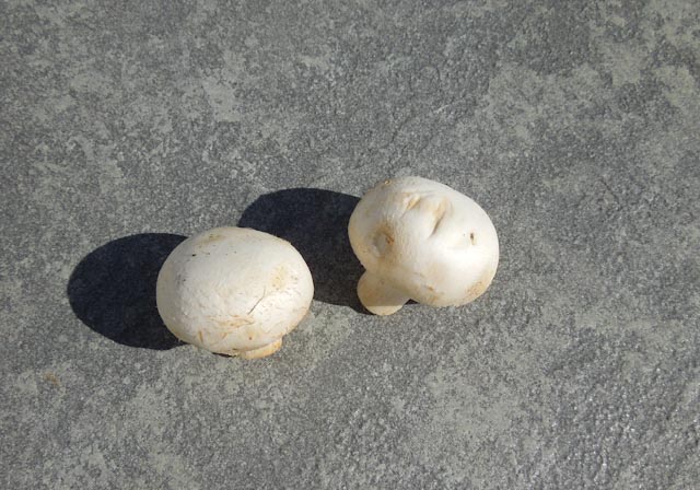 Fresh mushrooms before test
